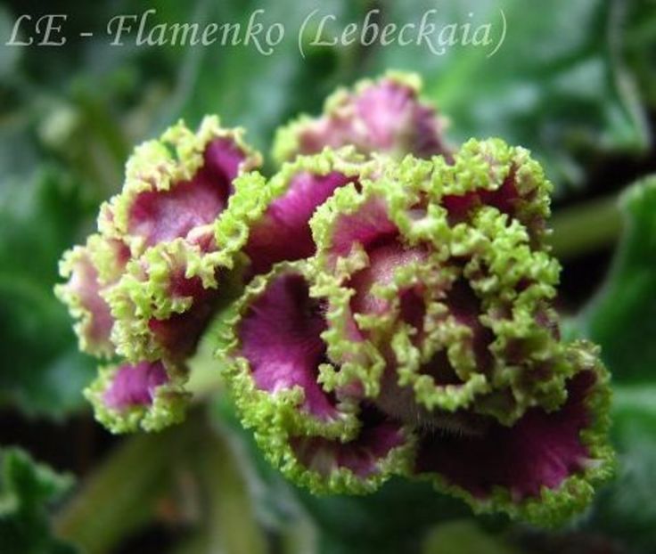 poza net - LE Flamenko