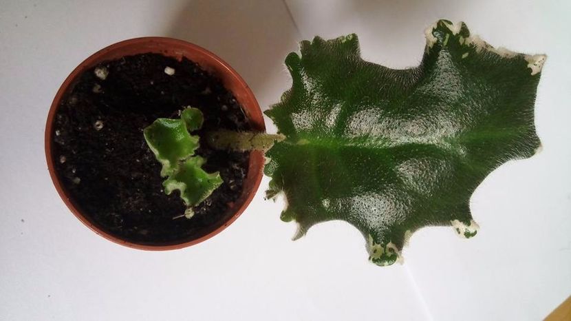 28.10.2017 - Kamennyi Tsvetok