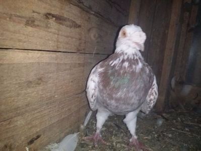 109786703_ETUVIWU3 - VOIAJORI MASCULI Stil Vechi si frumusete 2017-2018