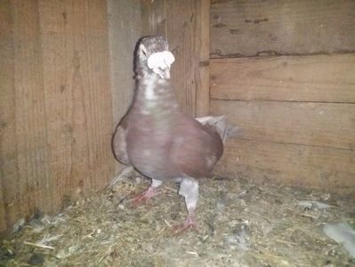 Masc..2014.. - VOIAJORI MASCULI Stil Vechi si frumusete 2017-2018