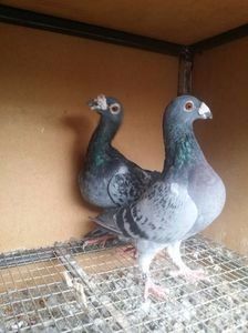 1 - VOIAJORI MASCULI Stil Vechi si frumusete 2017-2018