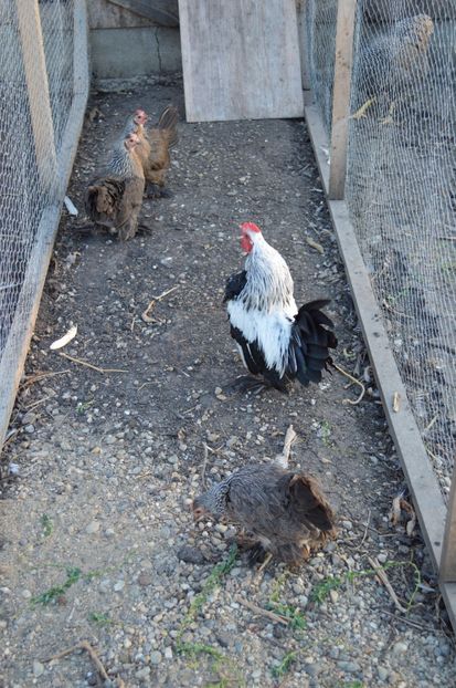 mii de flori - b Mii de flori argintiu