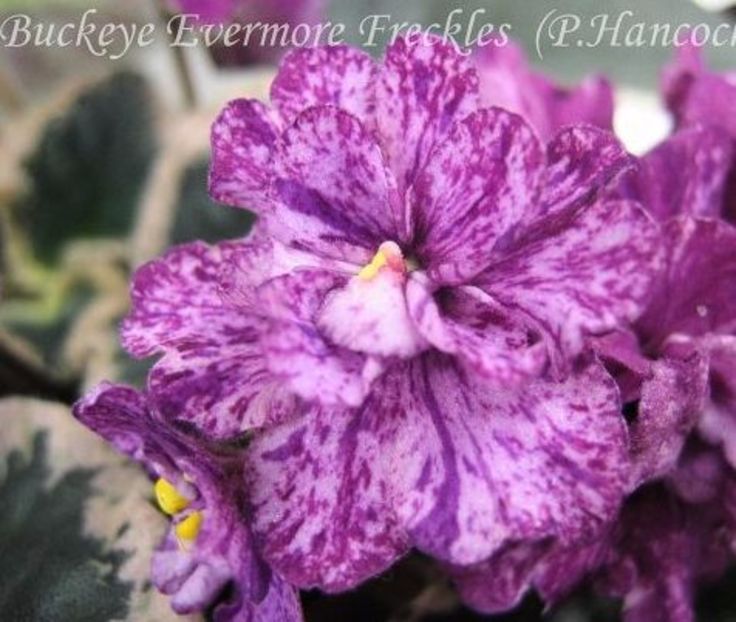 poza net - Buckeye Evermore Freckles