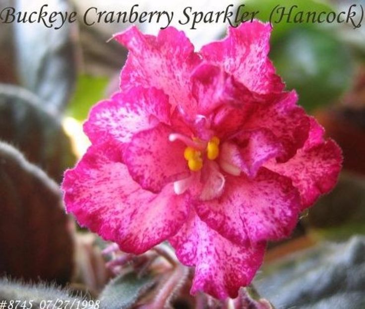 poza net - Buckeye Cranberry Sparkler