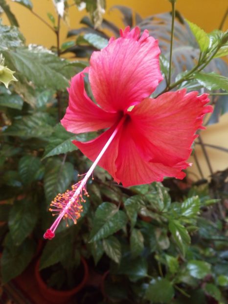 Hibiscus coperi - Flowers