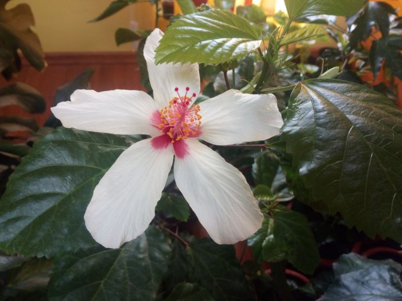Hibiscus albo - Flowers