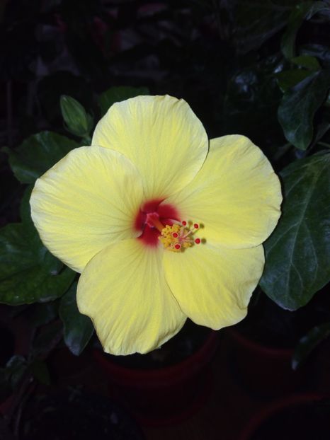 Hibi crazy yellow - Flowers