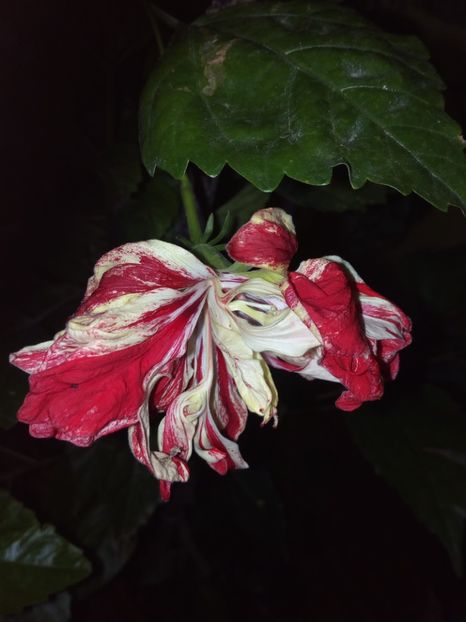 Hibi baptiștii - Flowers