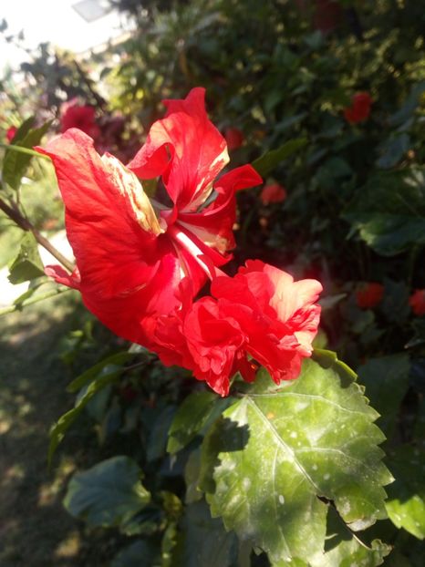Hibi El capitolio red - Flowers