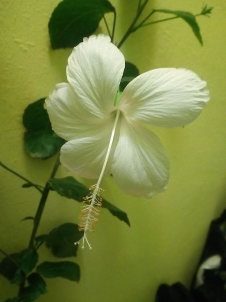 Hibi fiji - Flowers