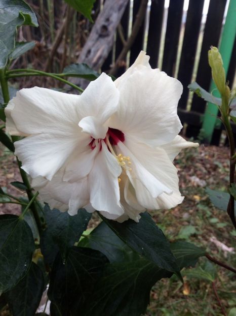 Hibi alb dublu - Flowers