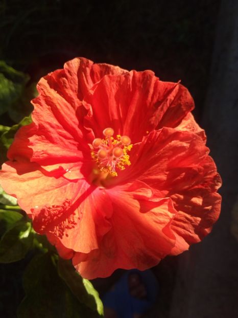 Hibi Miracle - Flowers