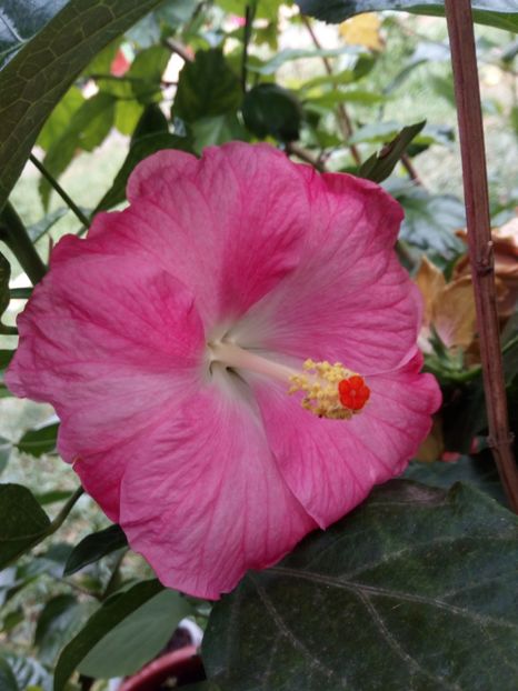 Hibi pinka - Flowers