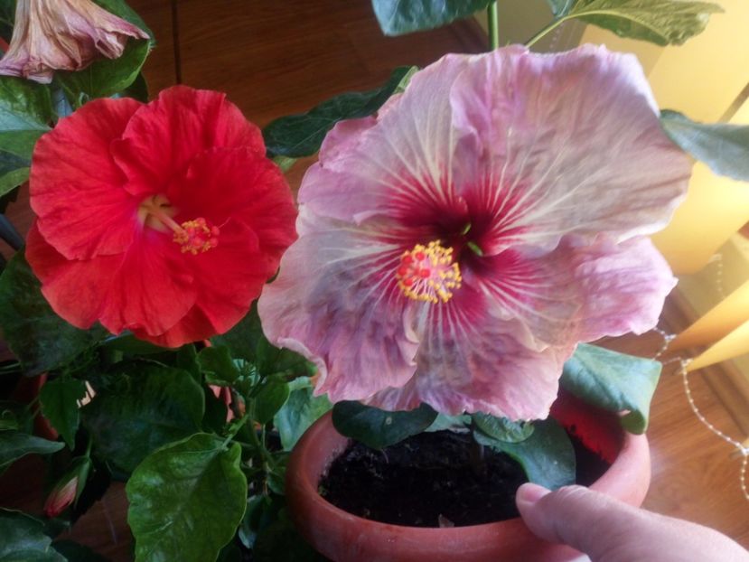 Miracle versus Me-oh-Me-oh - Flowers