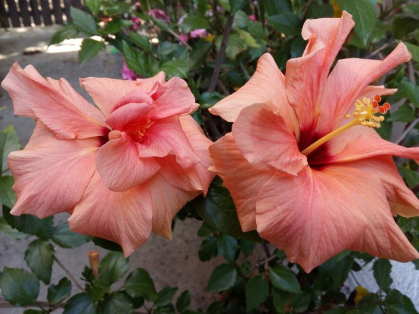 Hibi "Moșu" - Flowers