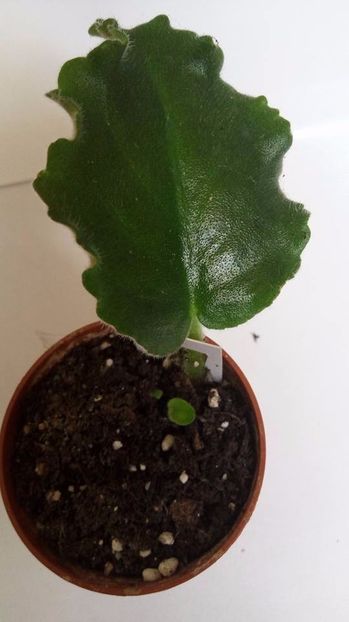 28.10.2017 - ZZZ_____AE Strelec Elit