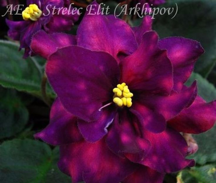 poza net - ZZZ_____AE Strelec Elit