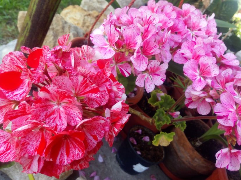 Mușcata - Flowers