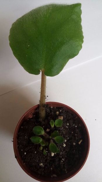 28.10.2017 - Strawberry Wave