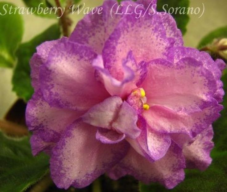 poza net - Strawberry Wave