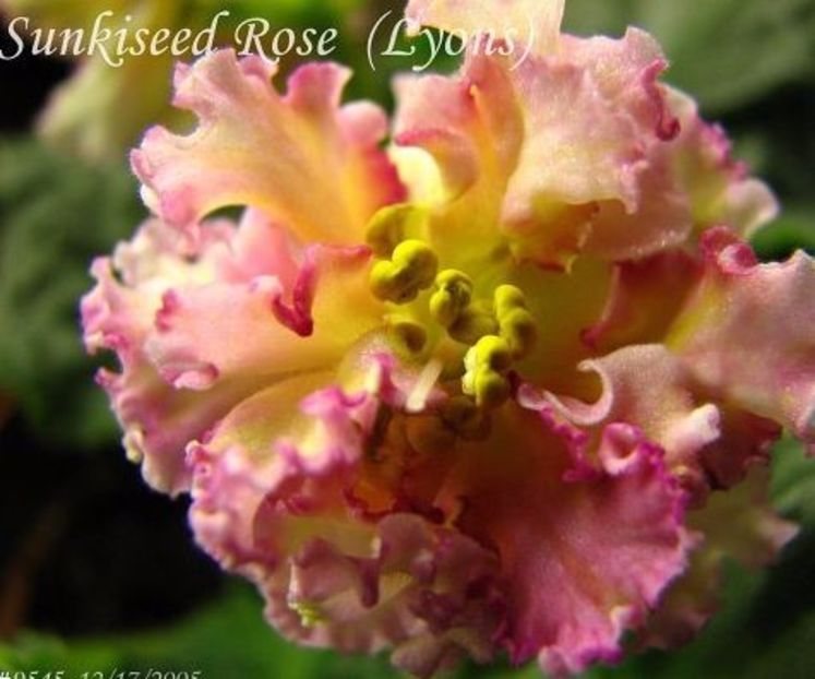 poza net - Sunkissed Rose