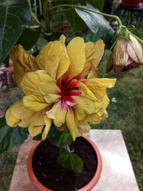 Hibi brandon stratton - Flowers