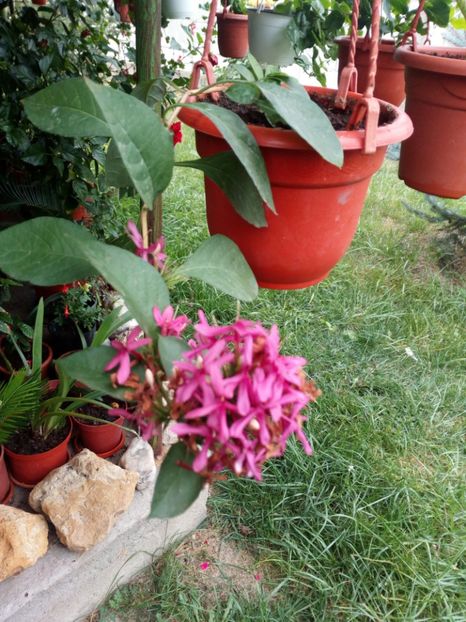 Liliac de ghiveci - Flowers