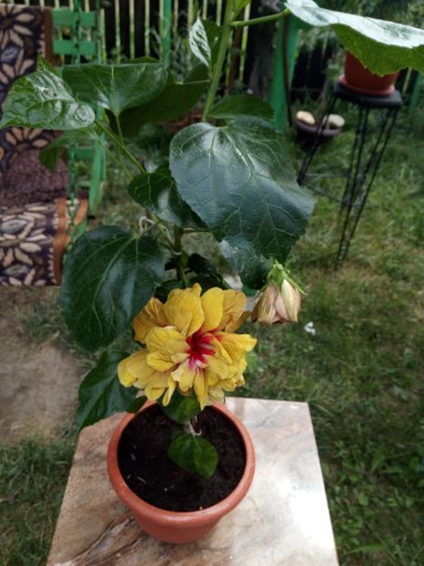 Hibi brandon stratton - Flowers