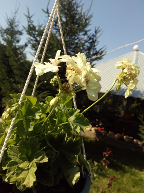 Muscata galbenă - Flowers