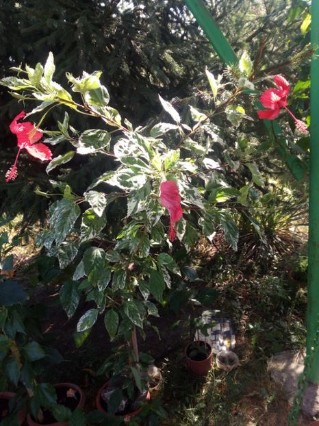 Hibi coperi snoe queen - Flowers