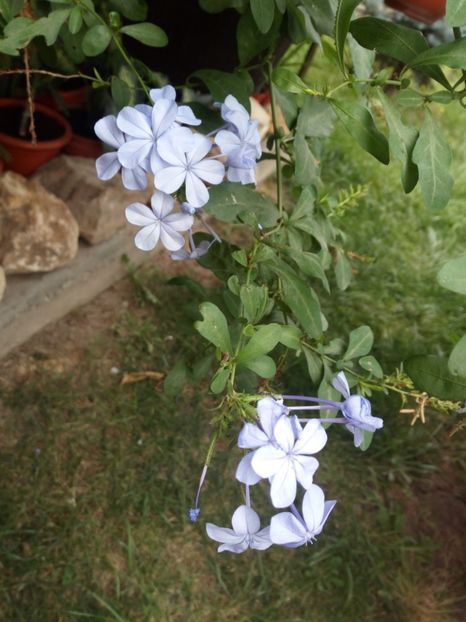 Plumbago albastru - Flowers