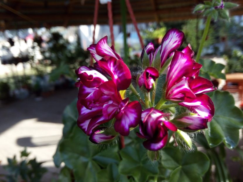 Pelargonium - Flowers