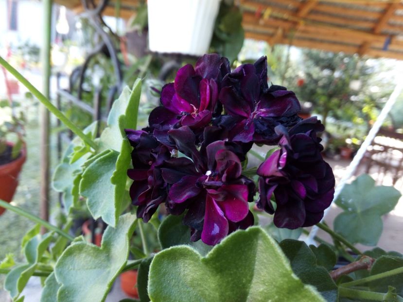 Pelargonim - Flowers