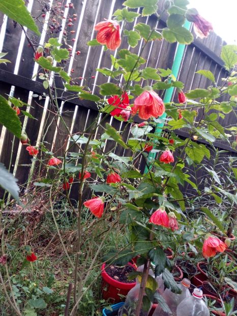 Abutilon - Flowers