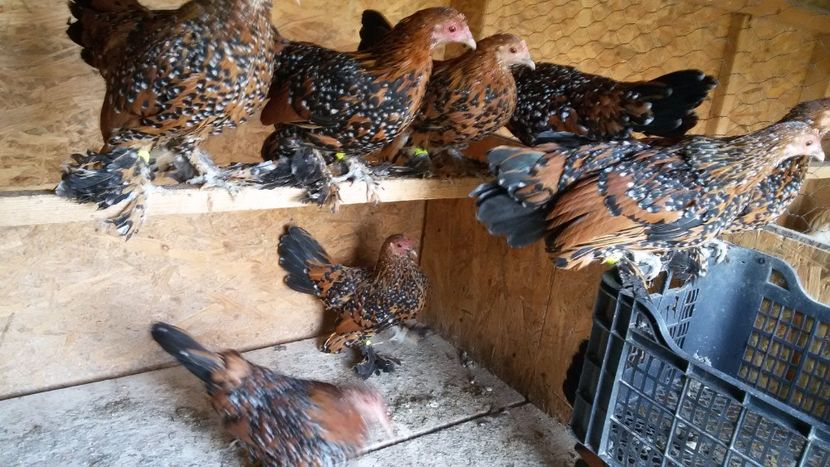  - Mii de flori portelan