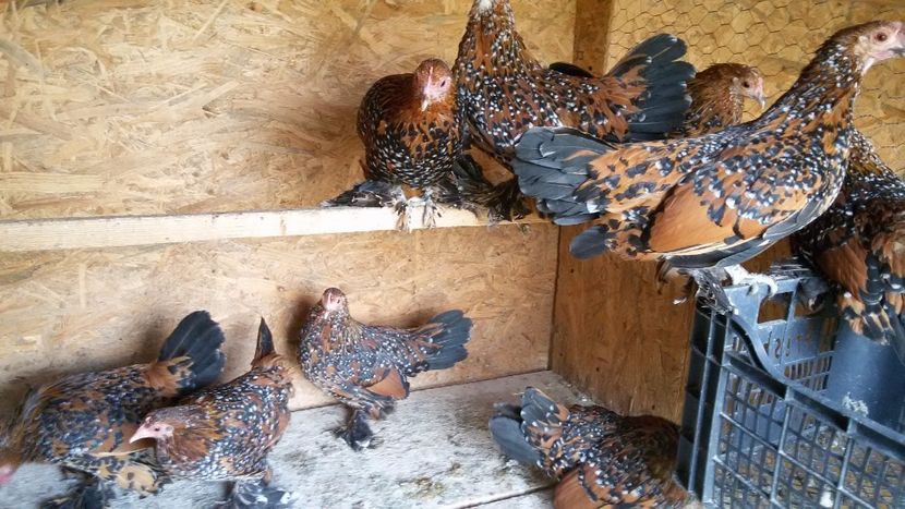  - Mii de flori portelan