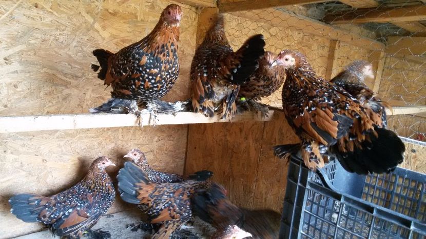  - Mii de flori portelan