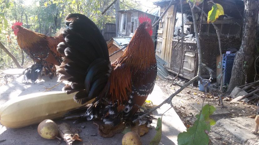  - Mii de flori portelan