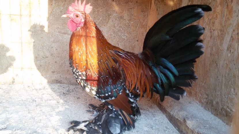  - Mii de flori portelan