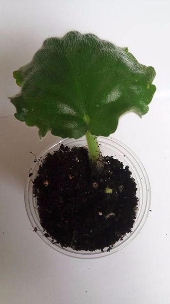 28.10.2017 - Ma s Corsage