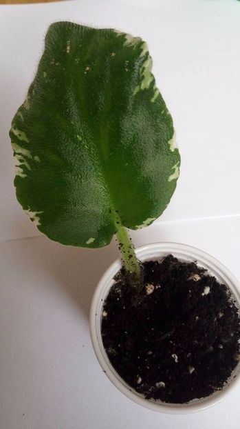 28.10.2017 - ZZZ____AE Bliznecy