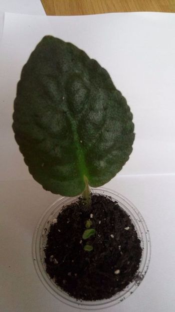 28.10.2017 - Ultra Violet Nebula