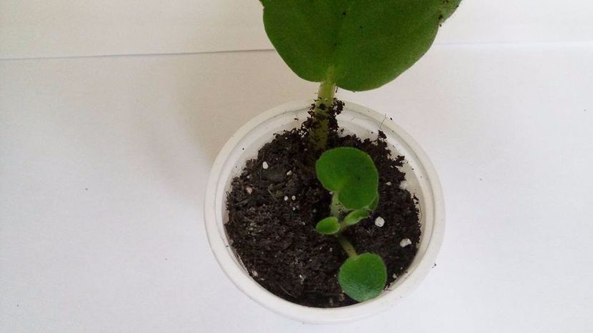 28.10.2017 - Buckeye Legal Tender