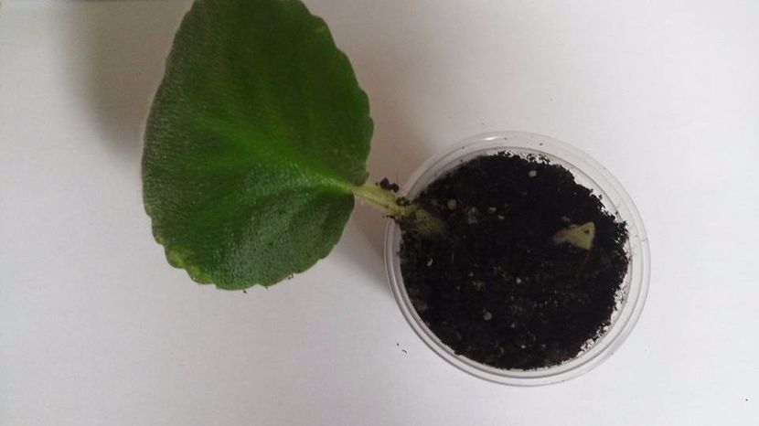 28.10.2017 - ZZZ_____LE Mozaika sp