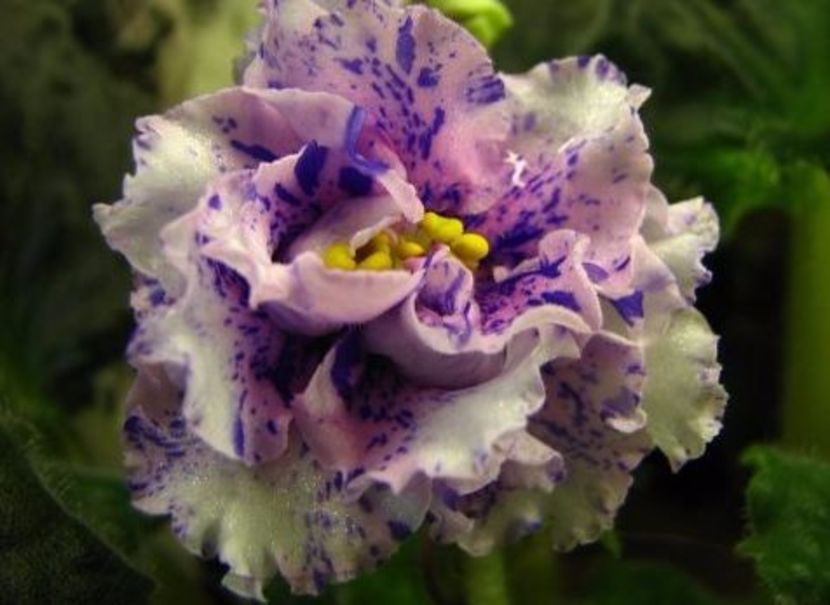 poza net - ZZZ_____LE Mozaika sp