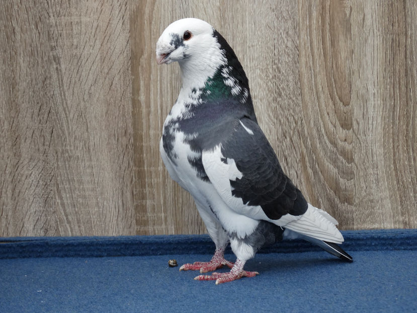 4 Neinelat M 2017 - Tineret Show Racer 2017