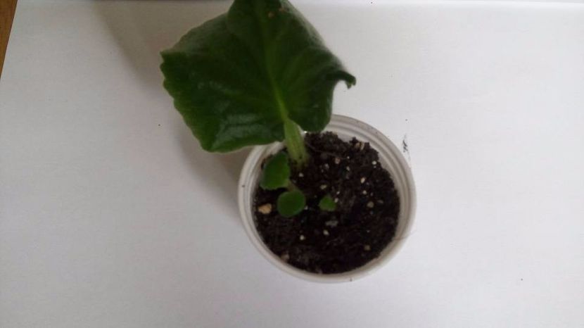 28.10.2017 - ZZZ_____Tomorrow s Pink Ice