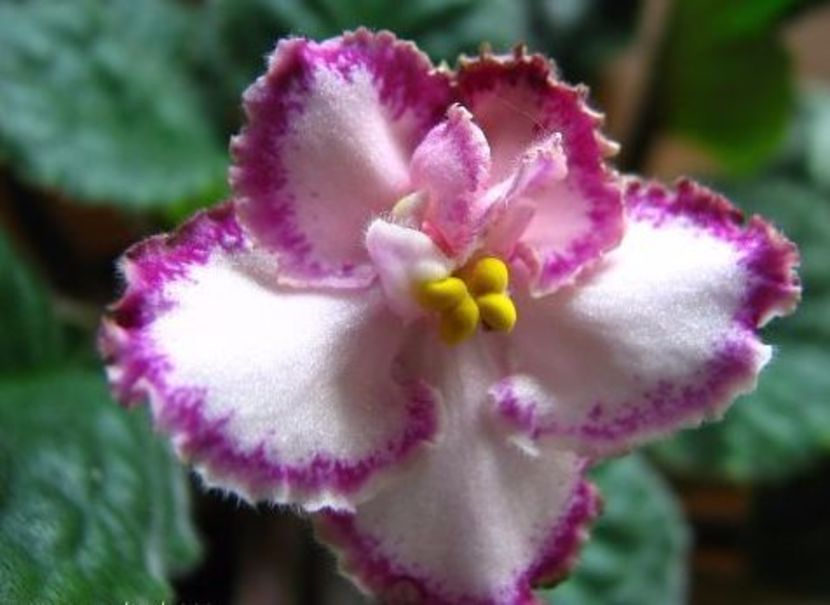 poza net - ZZZ_____Tomorrow s Pink Ice