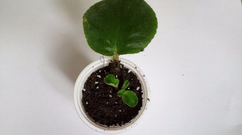 28.10.2017 - ZZZ_Bold Party Girl sp