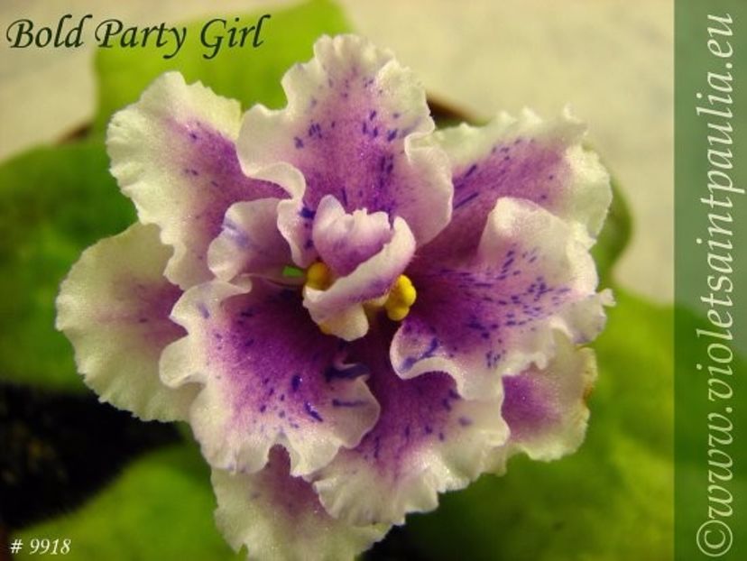 poza net - ZZZ_Bold Party Girl sp